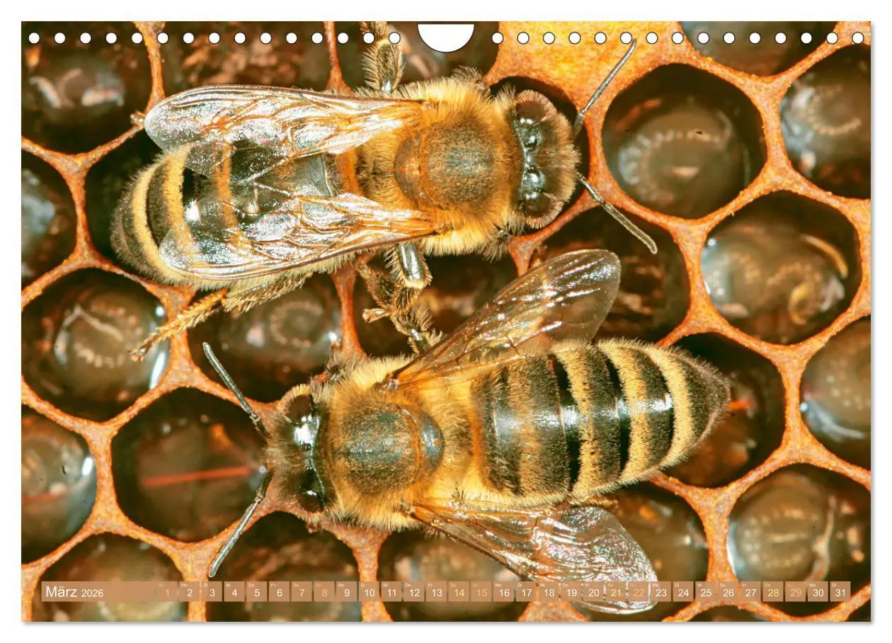 Bild: 9783457289877 | Der Imker: Leidenschaft für die Bienen (Wandkalender 2026 DIN A4...