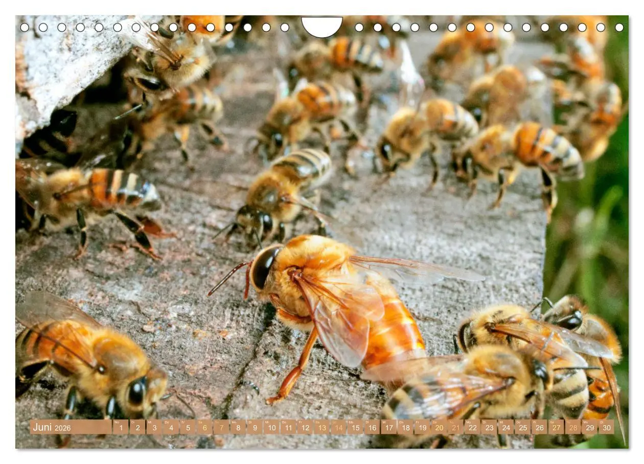 Bild: 9783457289877 | Der Imker: Leidenschaft für die Bienen (Wandkalender 2026 DIN A4...