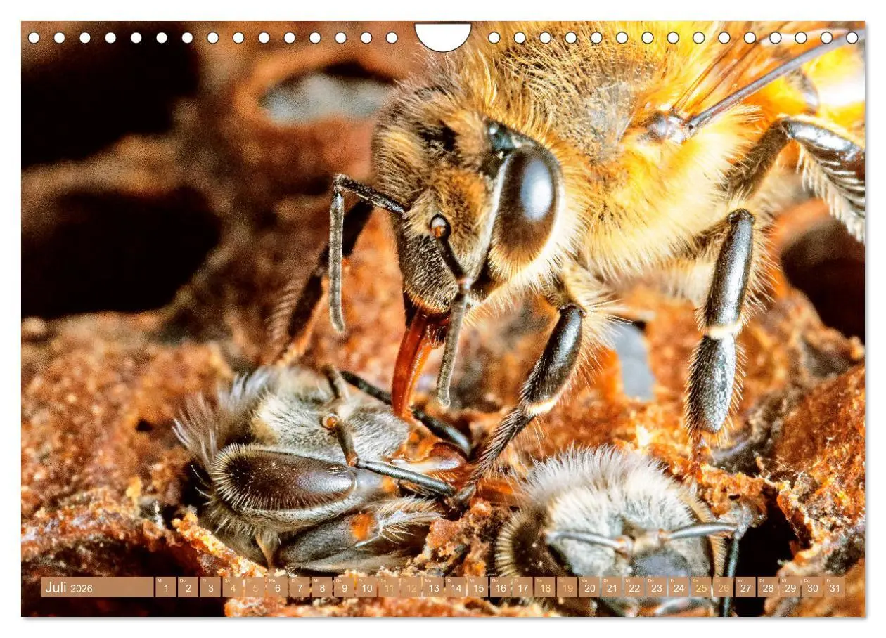 Bild: 9783457289877 | Der Imker: Leidenschaft für die Bienen (Wandkalender 2026 DIN A4...