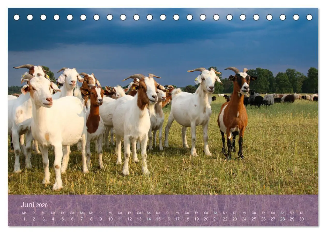 Bild: 9783457599877 | Naturschutzgebiet Lüneburger Heide (Tischkalender 2026 DIN A5...