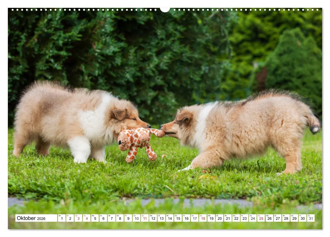 Bild: 9783457809877 | Colliewelpen - kleine Collies erobern die Welt (Wandkalender 2026...