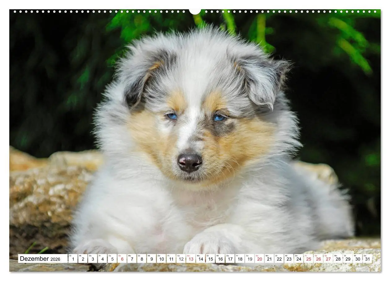 Bild: 9783457809877 | Colliewelpen - kleine Collies erobern die Welt (Wandkalender 2026...