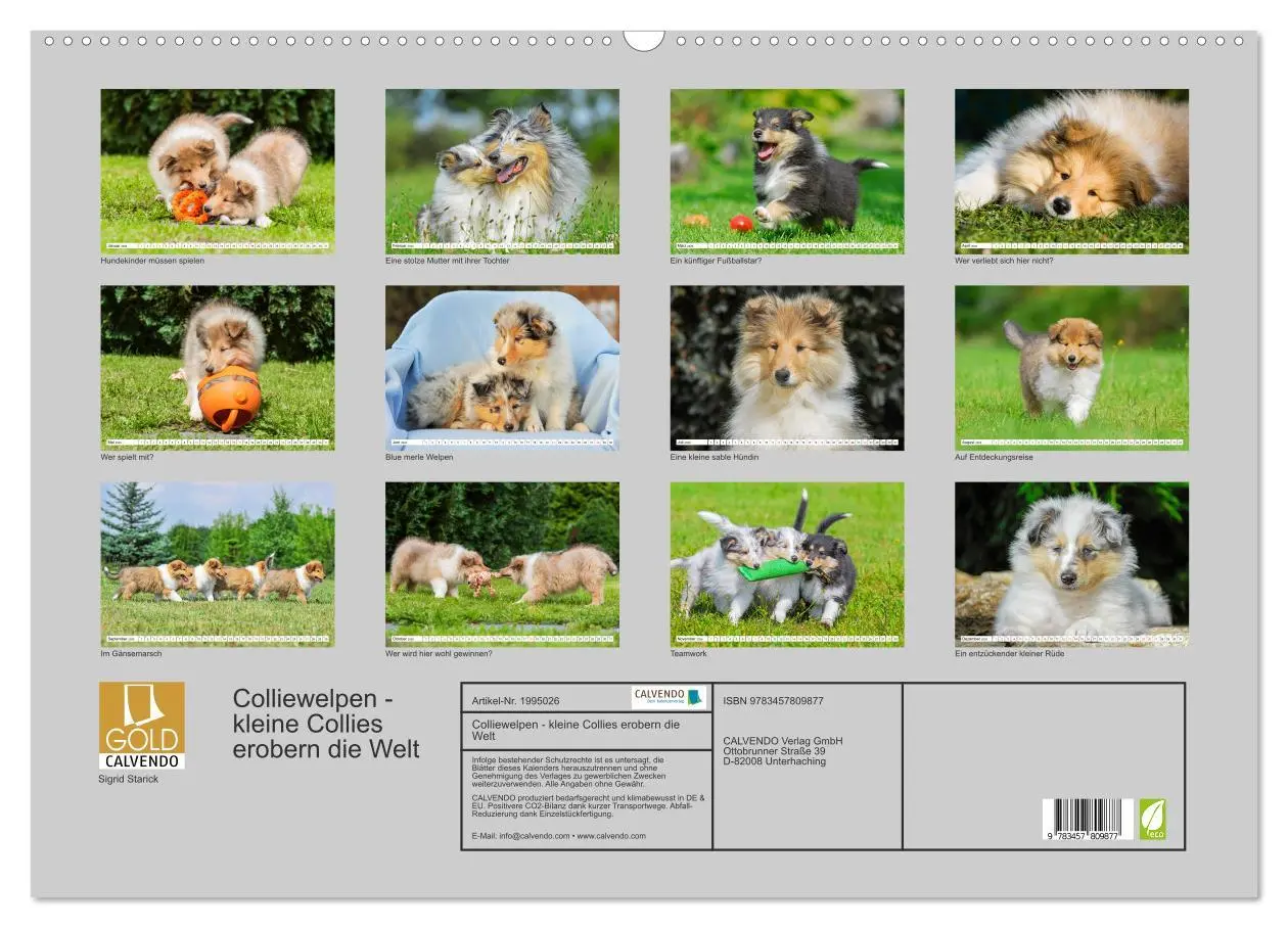 Bild: 9783457809877 | Colliewelpen - kleine Collies erobern die Welt (Wandkalender 2026...