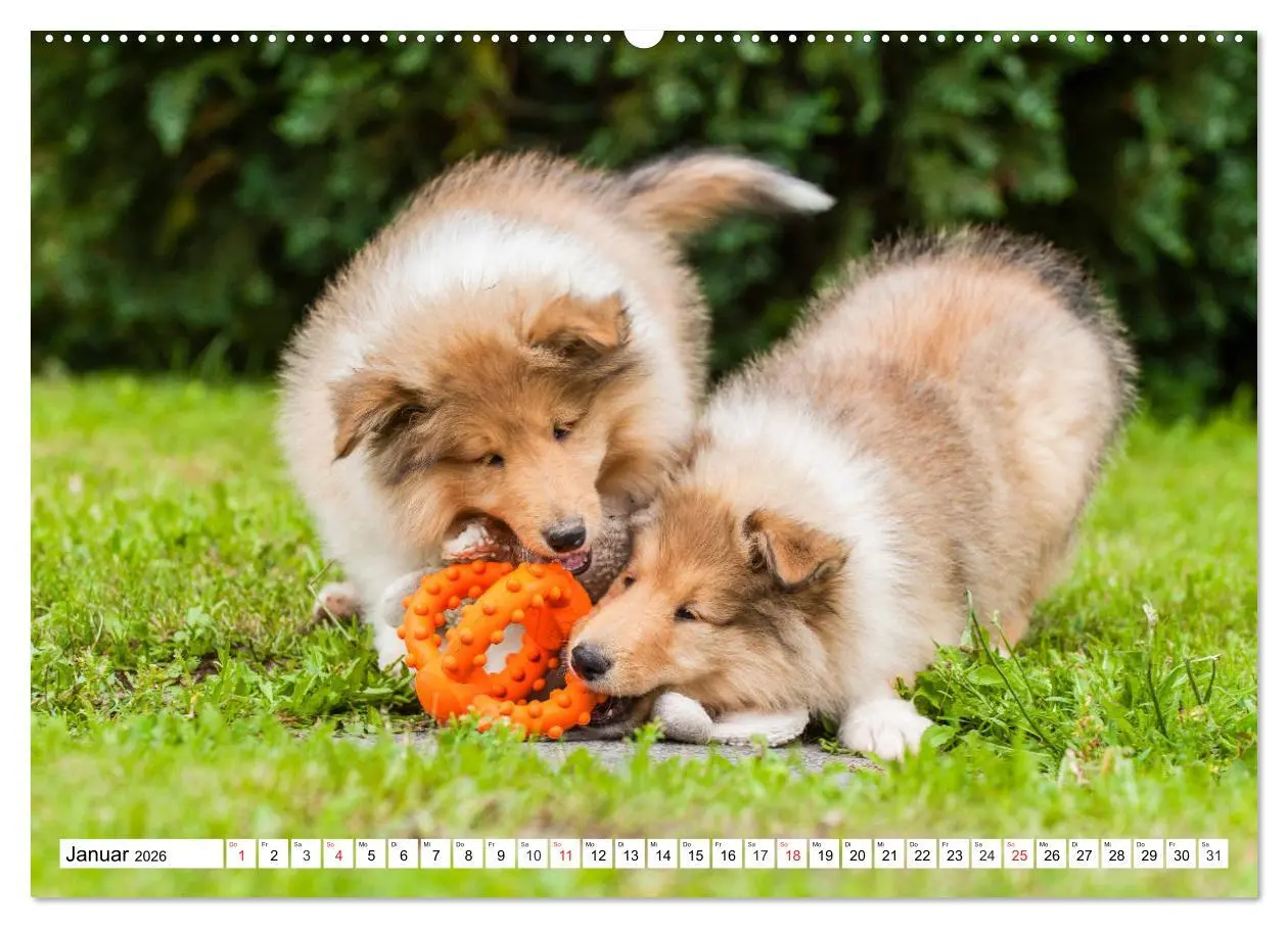 Bild: 9783457809877 | Colliewelpen - kleine Collies erobern die Welt (Wandkalender 2026...