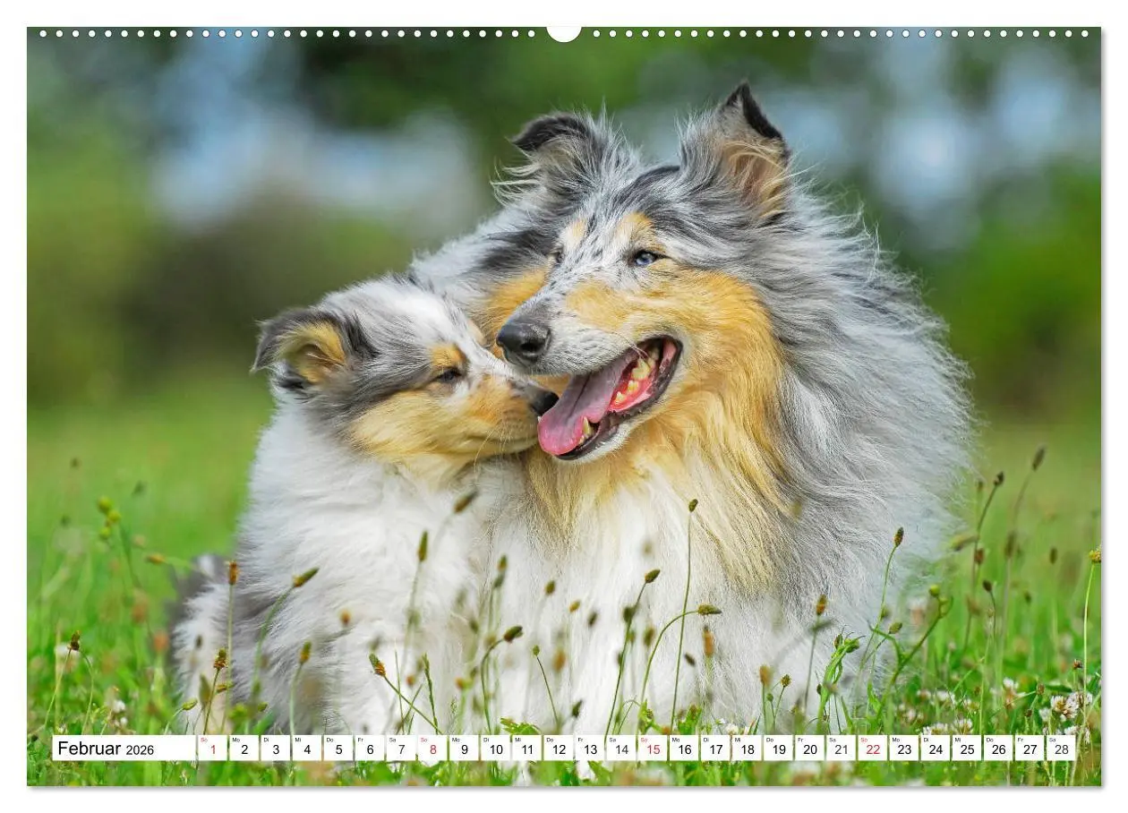 Bild: 9783457809877 | Colliewelpen - kleine Collies erobern die Welt (Wandkalender 2026...