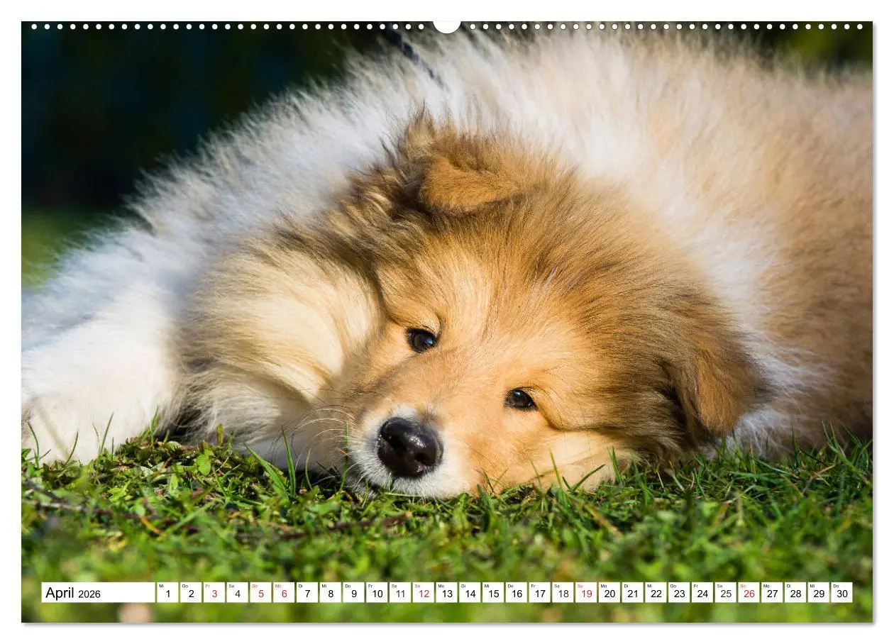 Bild: 9783457809877 | Colliewelpen - kleine Collies erobern die Welt (Wandkalender 2026...