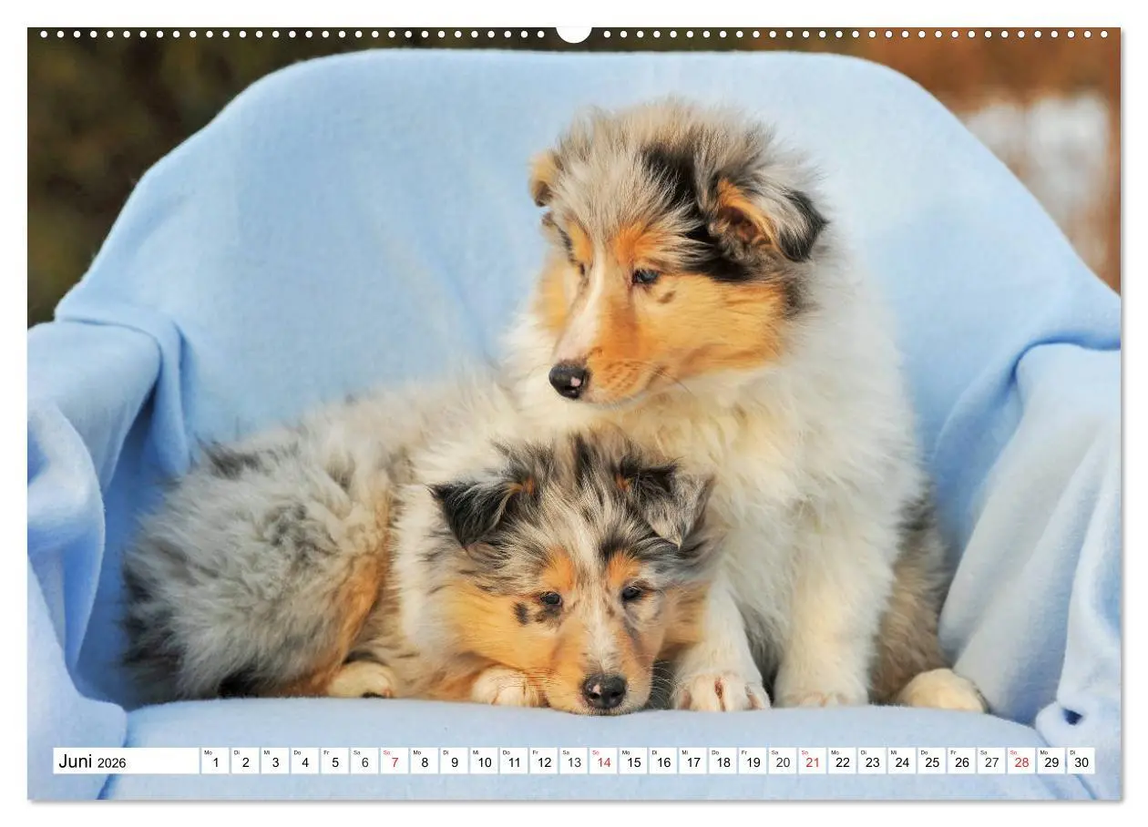 Bild: 9783457809877 | Colliewelpen - kleine Collies erobern die Welt (Wandkalender 2026...
