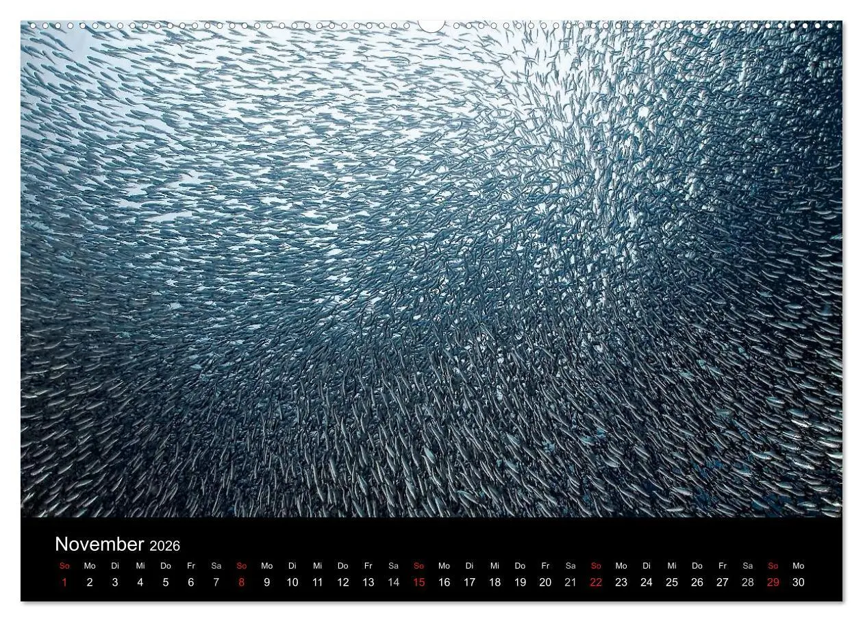 Bild: 9783516059977 | Fischschwärme (hochwertiger Premium Wandkalender 2026 DIN A2 quer),...