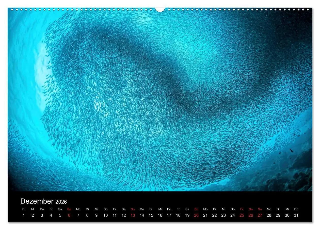 Bild: 9783516059977 | Fischschwärme (hochwertiger Premium Wandkalender 2026 DIN A2 quer),...