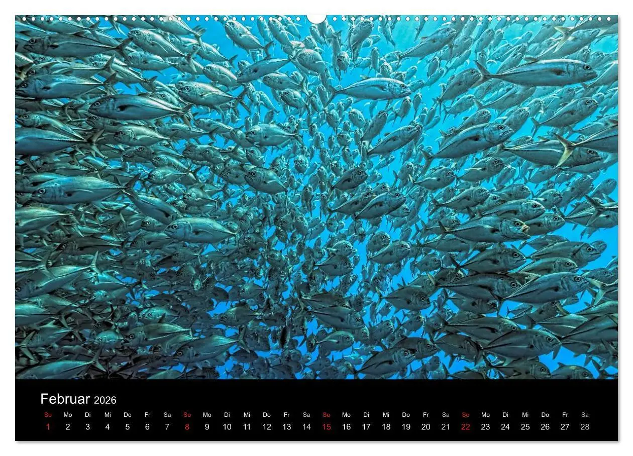 Bild: 9783516059977 | Fischschwärme (hochwertiger Premium Wandkalender 2026 DIN A2 quer),...