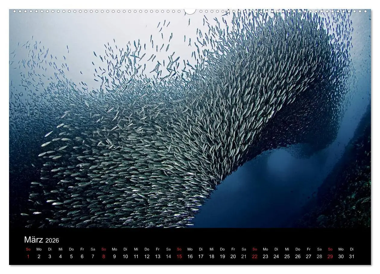 Bild: 9783516059977 | Fischschwärme (hochwertiger Premium Wandkalender 2026 DIN A2 quer),...