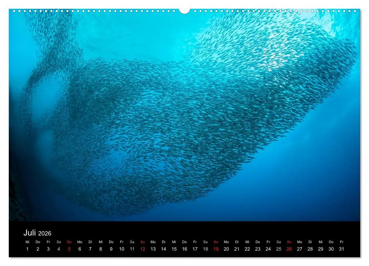 Bild: 9783516059977 | Fischschwärme (hochwertiger Premium Wandkalender 2026 DIN A2 quer),...
