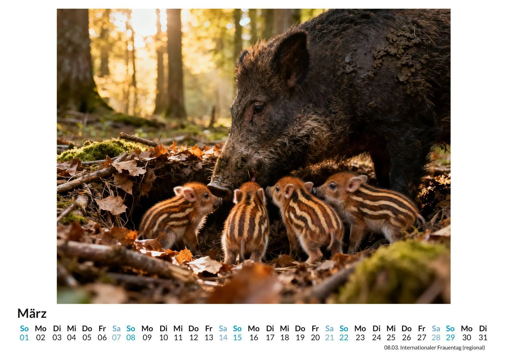 Bild: 9783695329977 | Wildschwein | Elias Werner | Kalender | Deutsch | 2026 | FlipFlop
