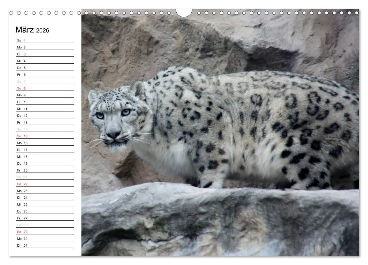 Bild: 9783516000078 | Der Schneeleopard (Wandkalender 2026 DIN A3 quer), CALVENDO...