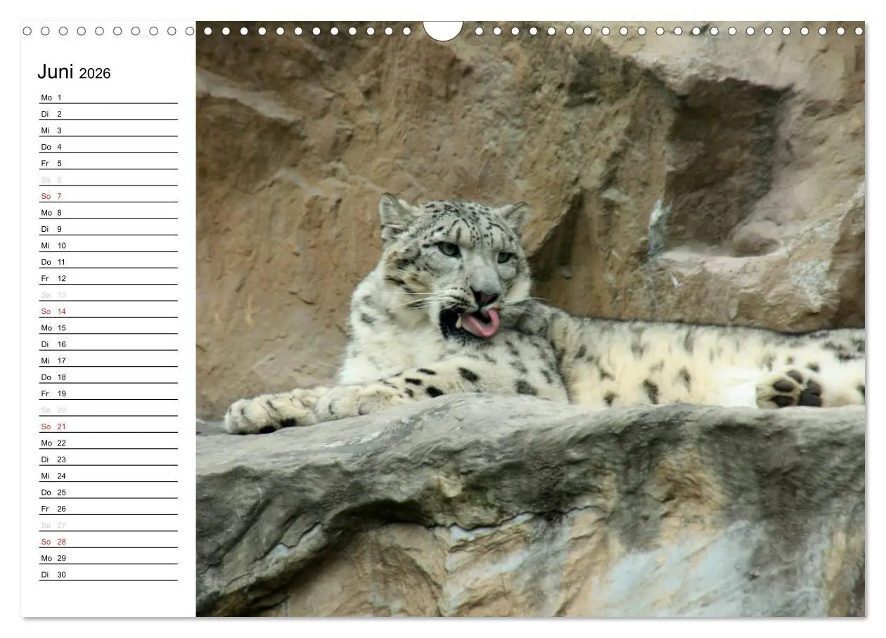 Bild: 9783516000078 | Der Schneeleopard (Wandkalender 2026 DIN A3 quer), CALVENDO...