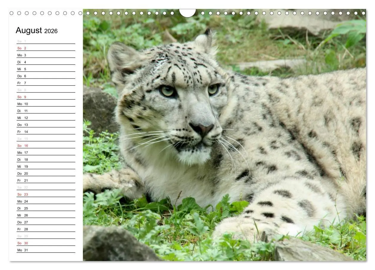 Bild: 9783516000078 | Der Schneeleopard (Wandkalender 2026 DIN A3 quer), CALVENDO...