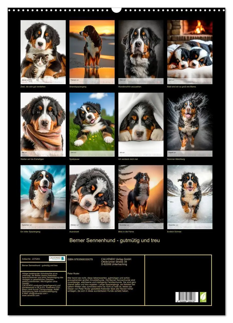 Bild: 9783569330078 | Berner Sennenhund - gutmütig und treu (Wandkalender 2027 DIN A2...