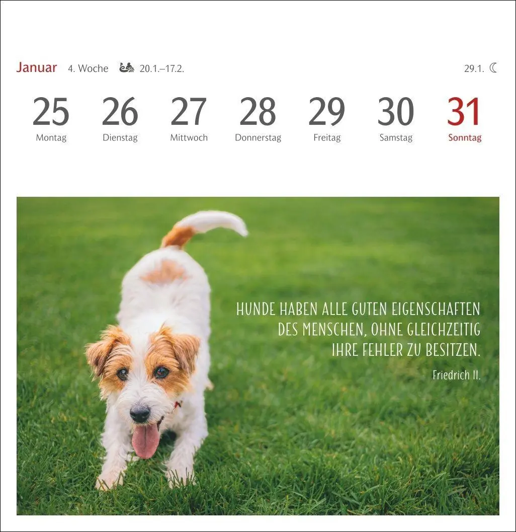 Bild: 9783840040078 | Hunde Premium-Postkartenkalender 2027 - Freunde auf vier Pfoten;...