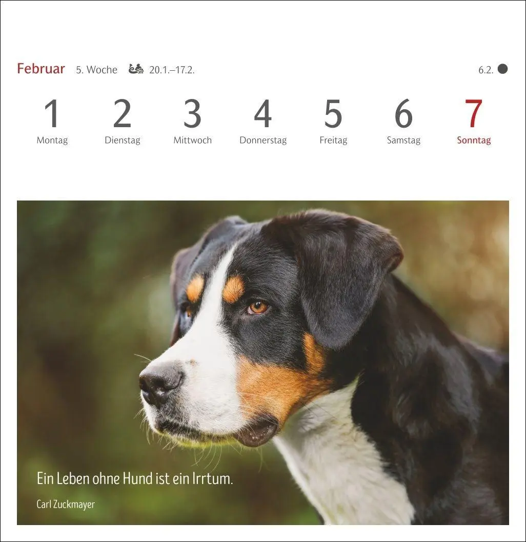 Bild: 9783840040078 | Hunde Premium-Postkartenkalender 2027 - Freunde auf vier Pfoten;...