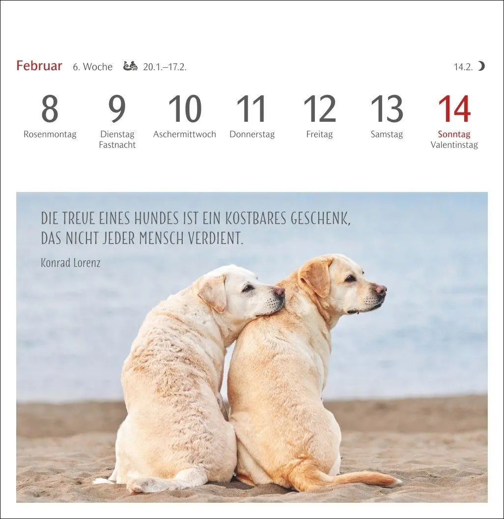 Bild: 9783840040078 | Hunde Premium-Postkartenkalender 2027 - Freunde auf vier Pfoten;...