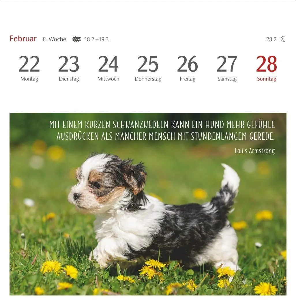 Bild: 9783840040078 | Hunde Premium-Postkartenkalender 2027 - Freunde auf vier Pfoten;...
