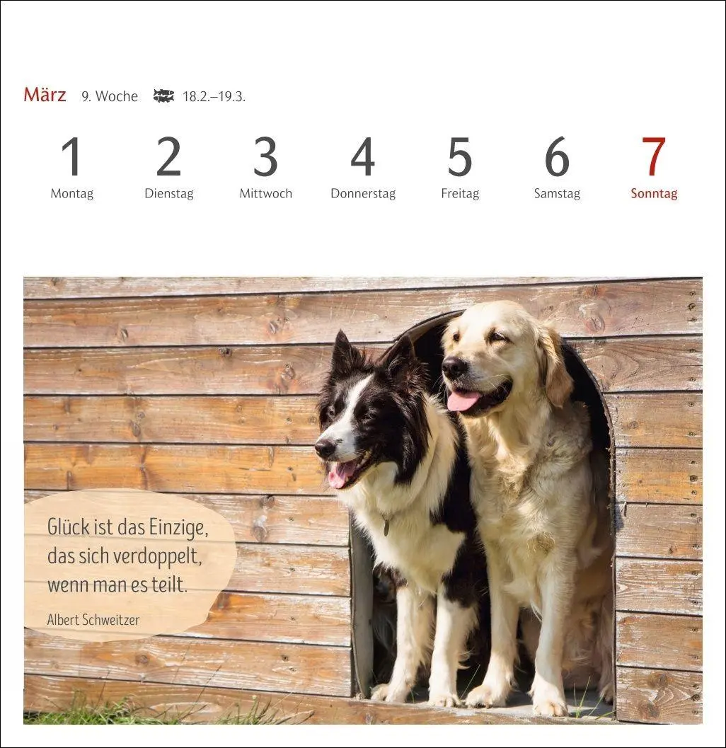 Bild: 9783840040078 | Hunde Premium-Postkartenkalender 2027 - Freunde auf vier Pfoten;...
