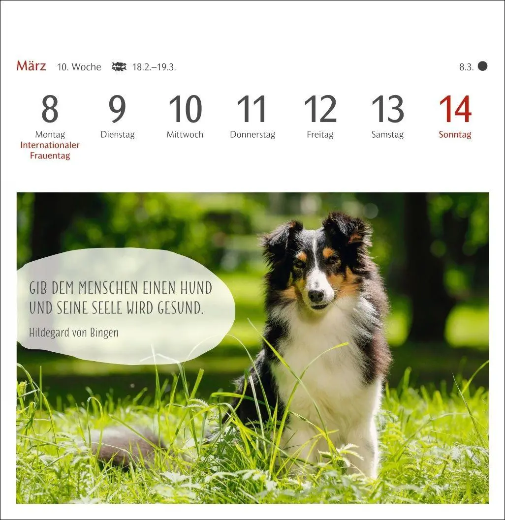 Bild: 9783840040078 | Hunde Premium-Postkartenkalender 2027 - Freunde auf vier Pfoten;...