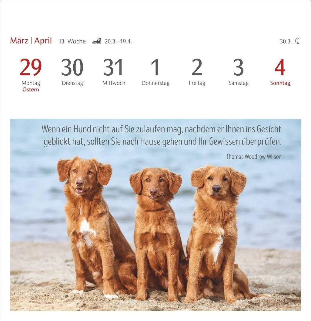 Bild: 9783840040078 | Hunde Premium-Postkartenkalender 2027 - Freunde auf vier Pfoten;...