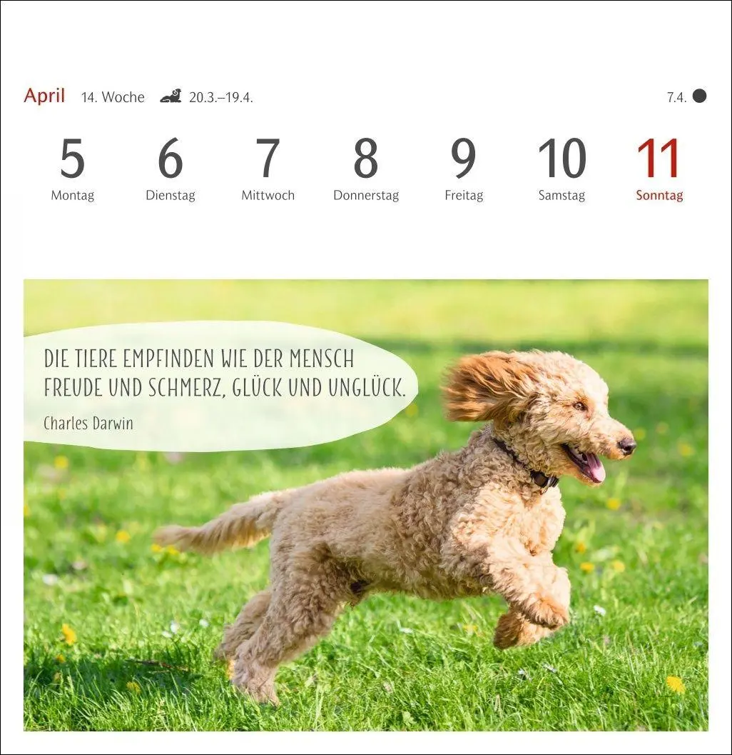 Bild: 9783840040078 | Hunde Premium-Postkartenkalender 2027 - Freunde auf vier Pfoten;...