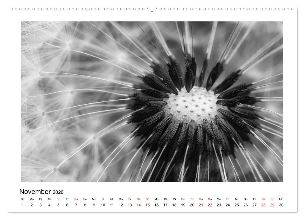 Bild: 9783457900178 | Die grafische Schönheit der Pflanzen - Schwarz-Weiß (Wandkalender...