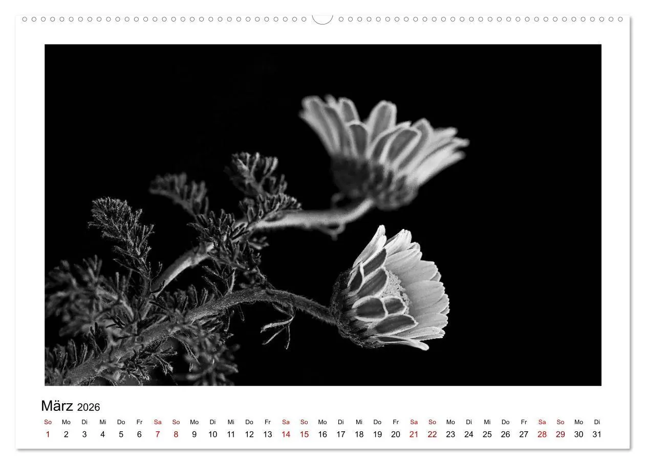Bild: 9783457900178 | Die grafische Schönheit der Pflanzen - Schwarz-Weiß (Wandkalender...