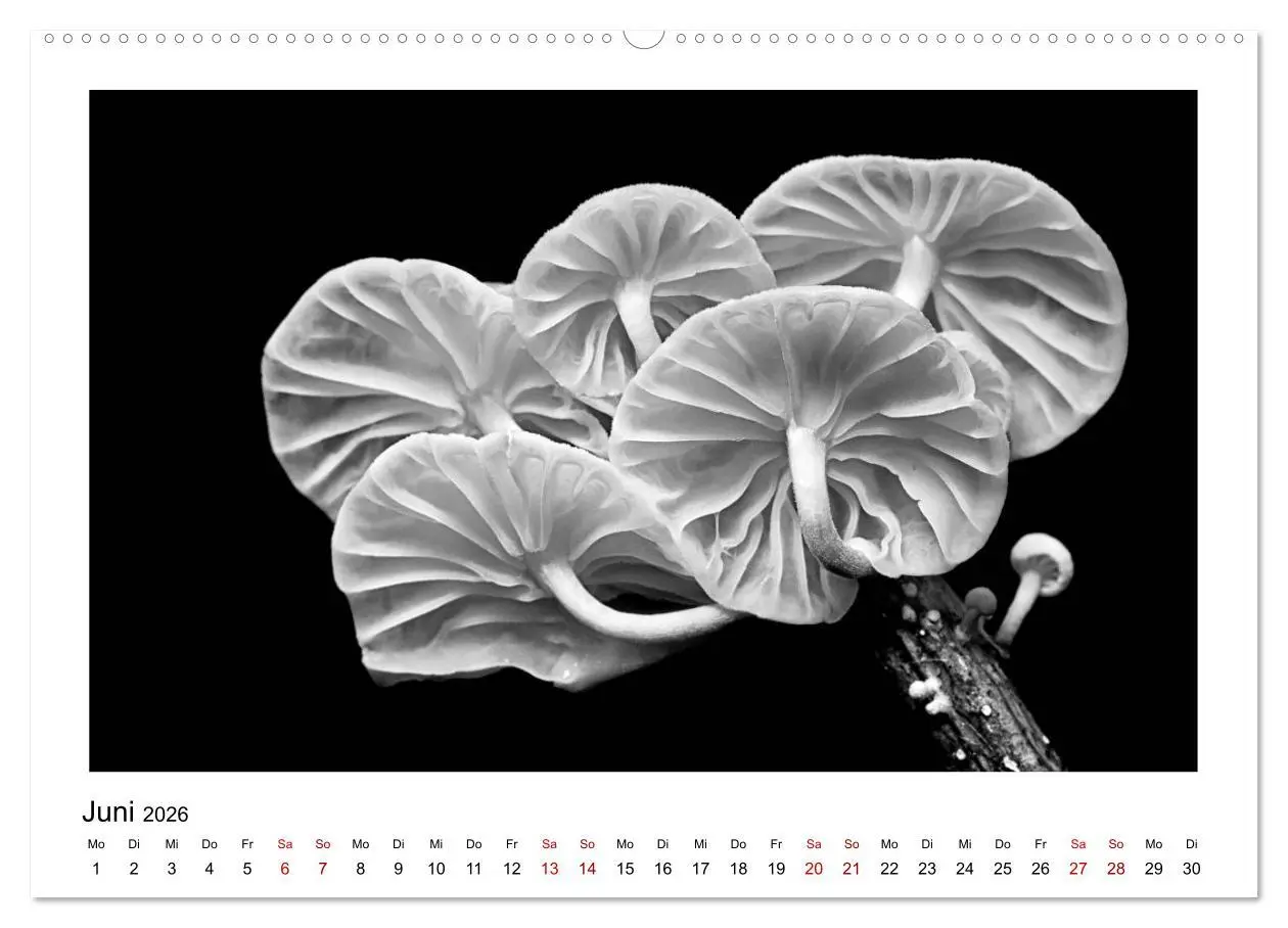 Bild: 9783457900178 | Die grafische Schönheit der Pflanzen - Schwarz-Weiß (Wandkalender...