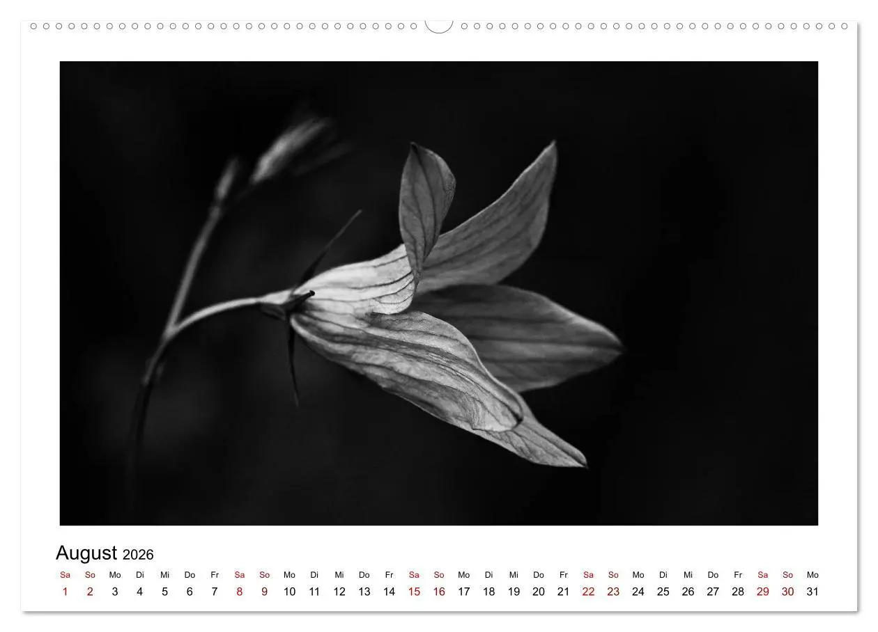 Bild: 9783457900178 | Die grafische Schönheit der Pflanzen - Schwarz-Weiß (Wandkalender...