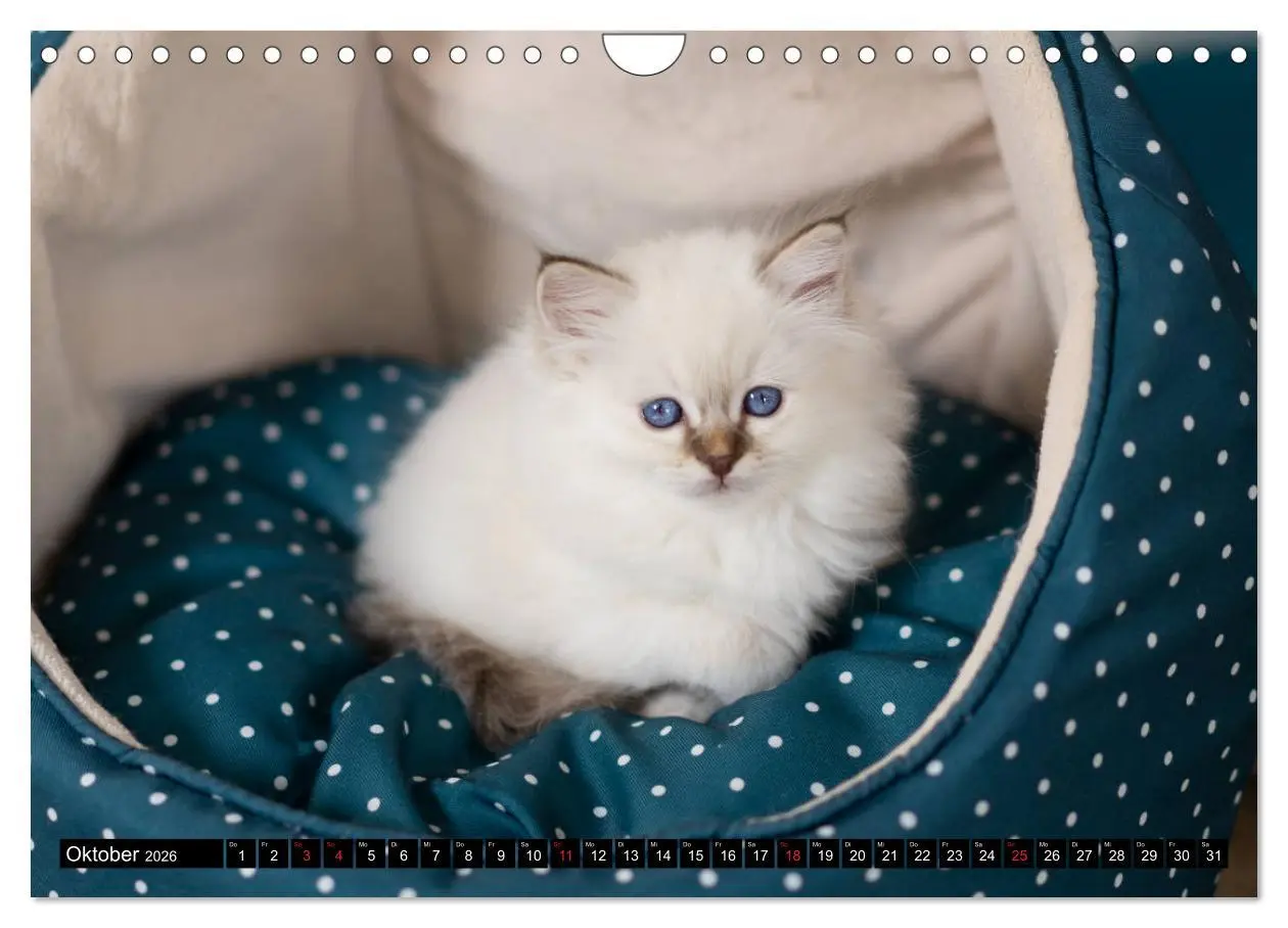 Bild: 9783516160178 | Heilige Birma Katzenkalender (Wandkalender 2026 DIN A4 quer),...