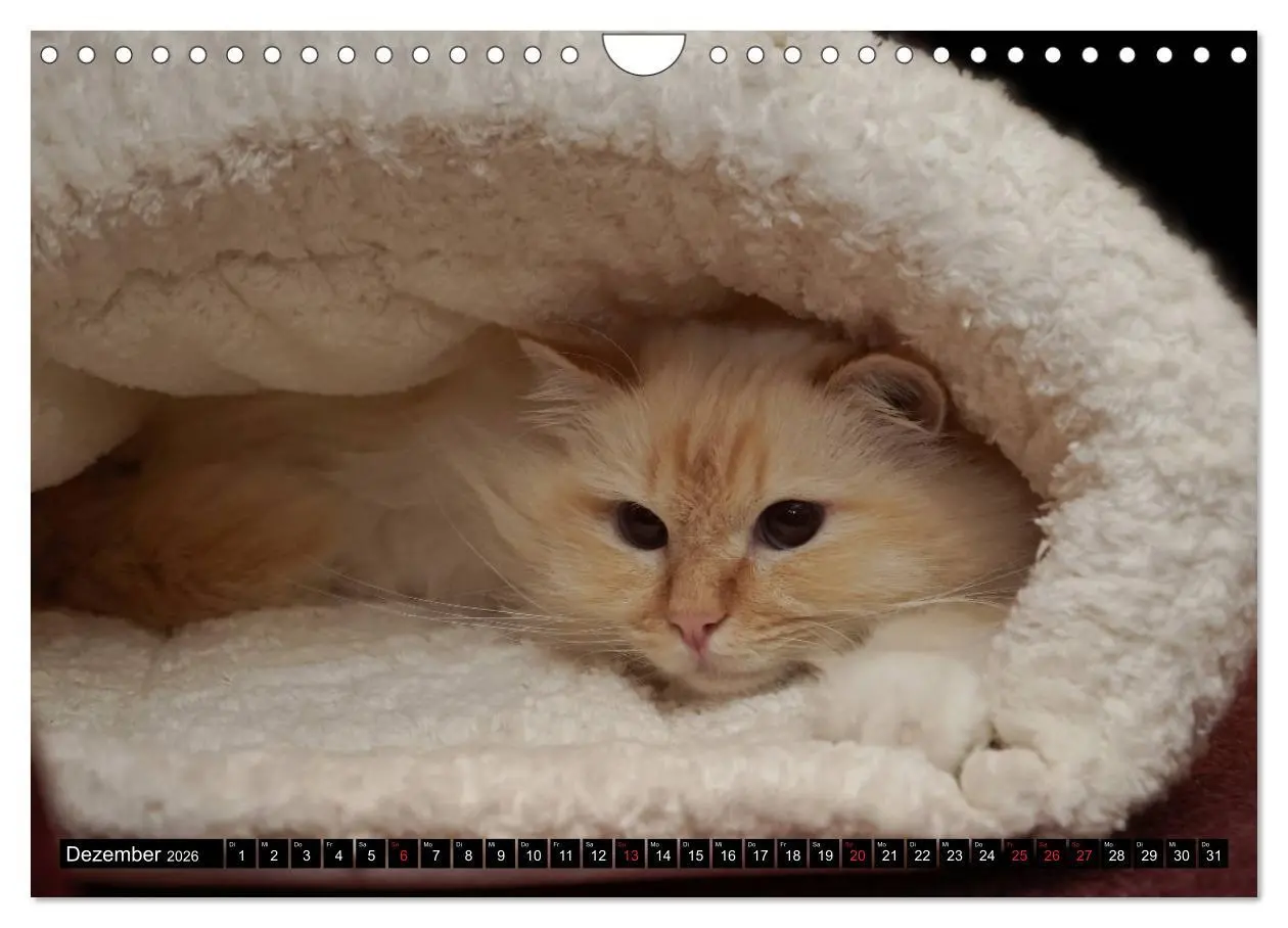 Bild: 9783516160178 | Heilige Birma Katzenkalender (Wandkalender 2026 DIN A4 quer),...