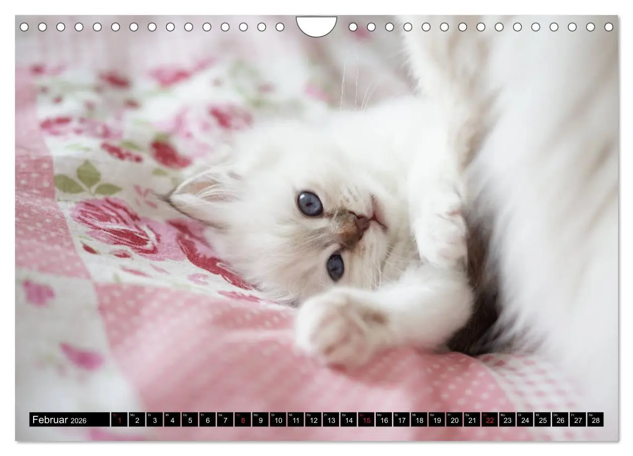 Bild: 9783516160178 | Heilige Birma Katzenkalender (Wandkalender 2026 DIN A4 quer),...
