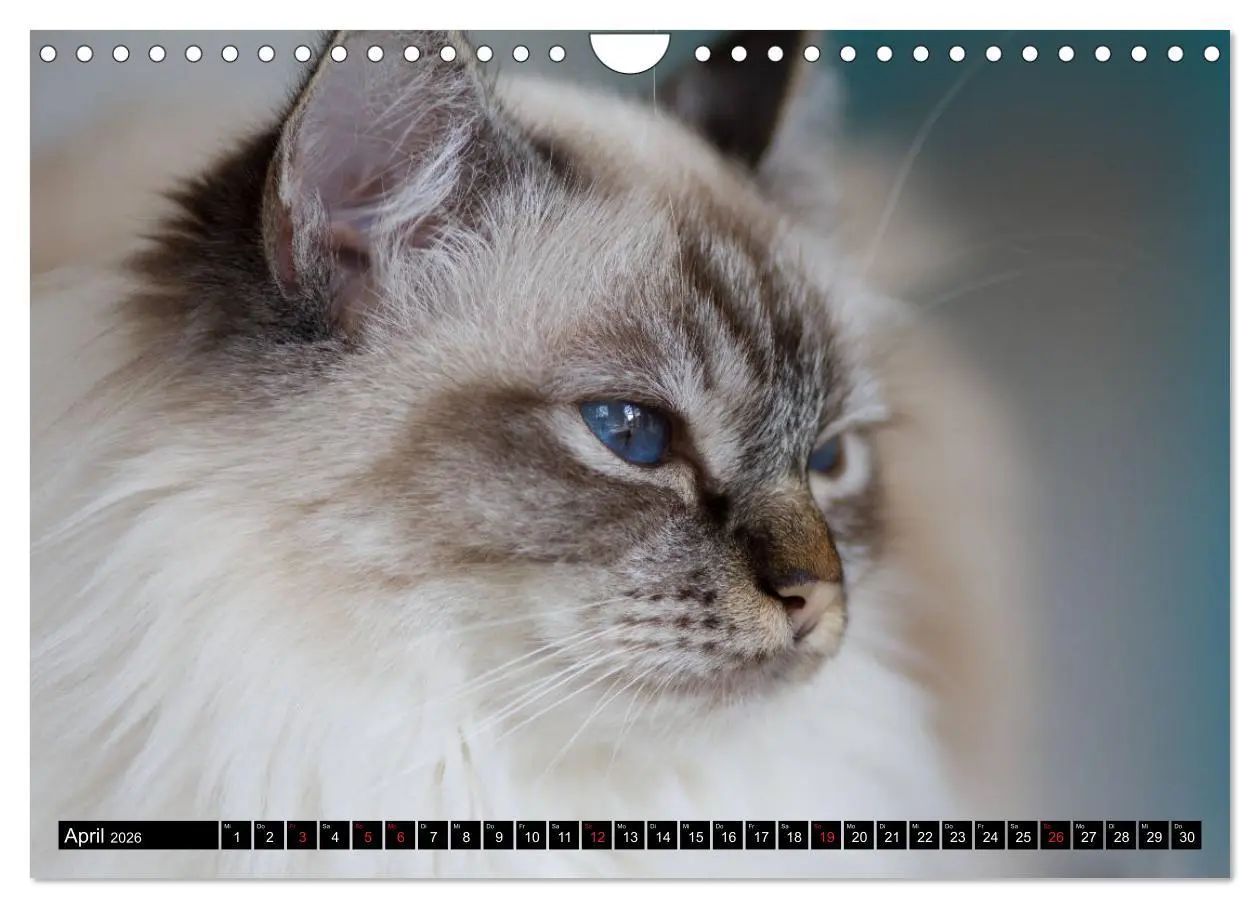 Bild: 9783516160178 | Heilige Birma Katzenkalender (Wandkalender 2026 DIN A4 quer),...
