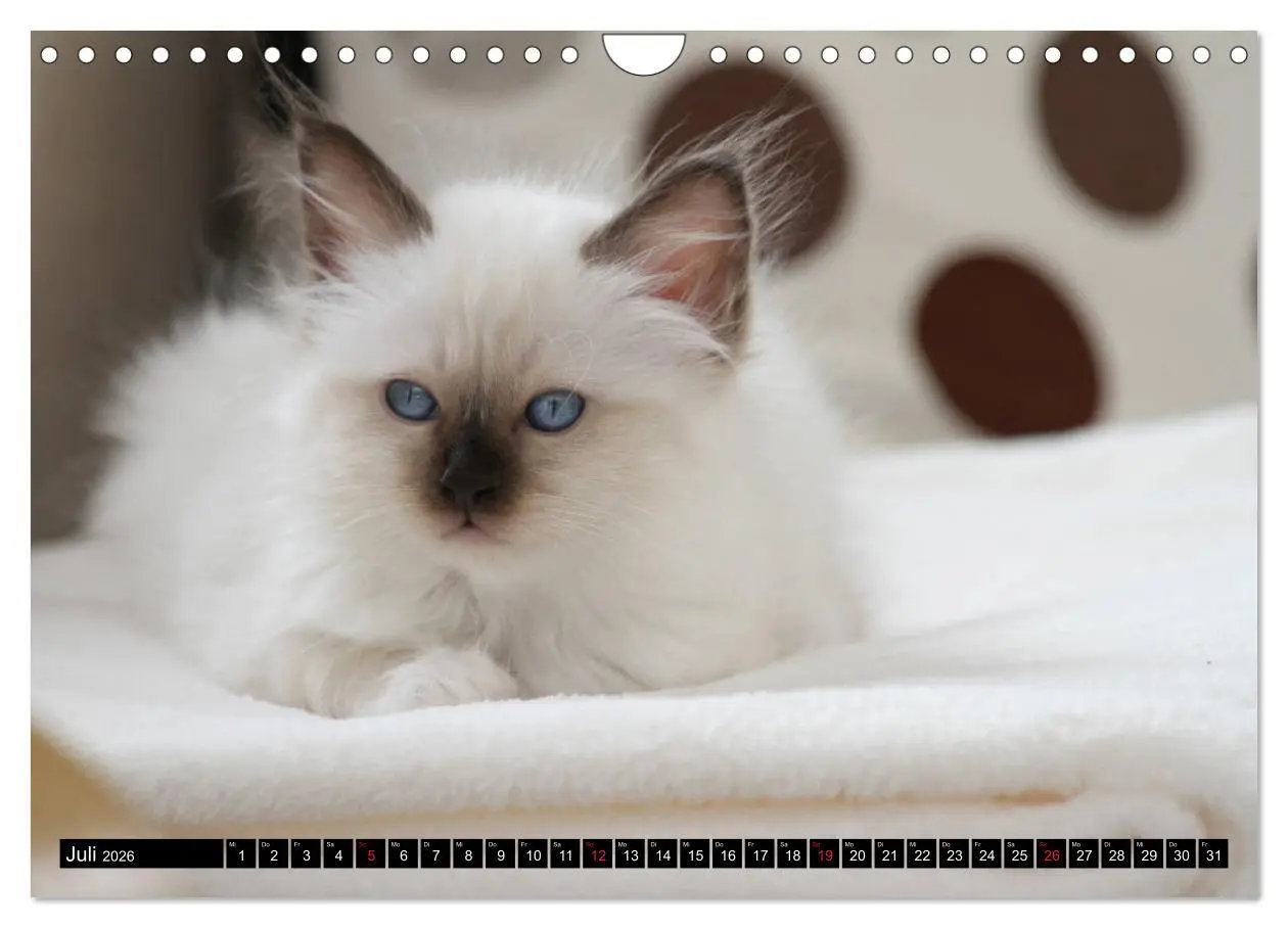 Bild: 9783516160178 | Heilige Birma Katzenkalender (Wandkalender 2026 DIN A4 quer),...