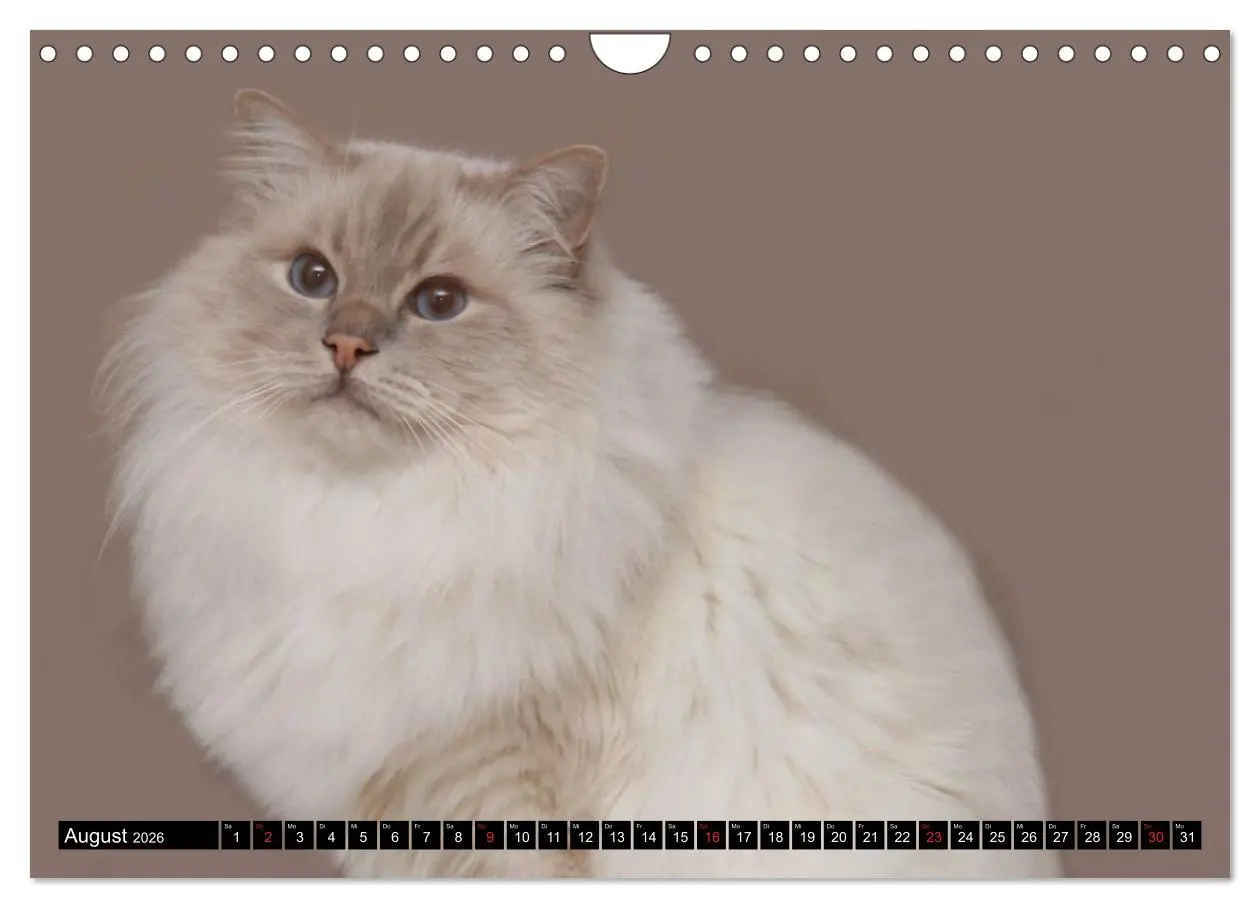 Bild: 9783516160178 | Heilige Birma Katzenkalender (Wandkalender 2026 DIN A4 quer),...