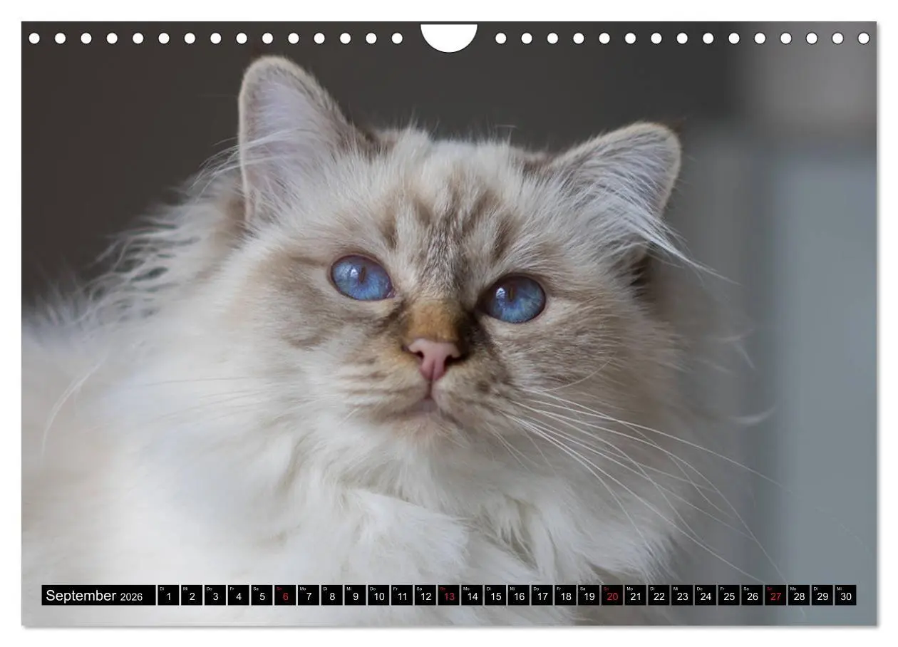 Bild: 9783516160178 | Heilige Birma Katzenkalender (Wandkalender 2026 DIN A4 quer),...