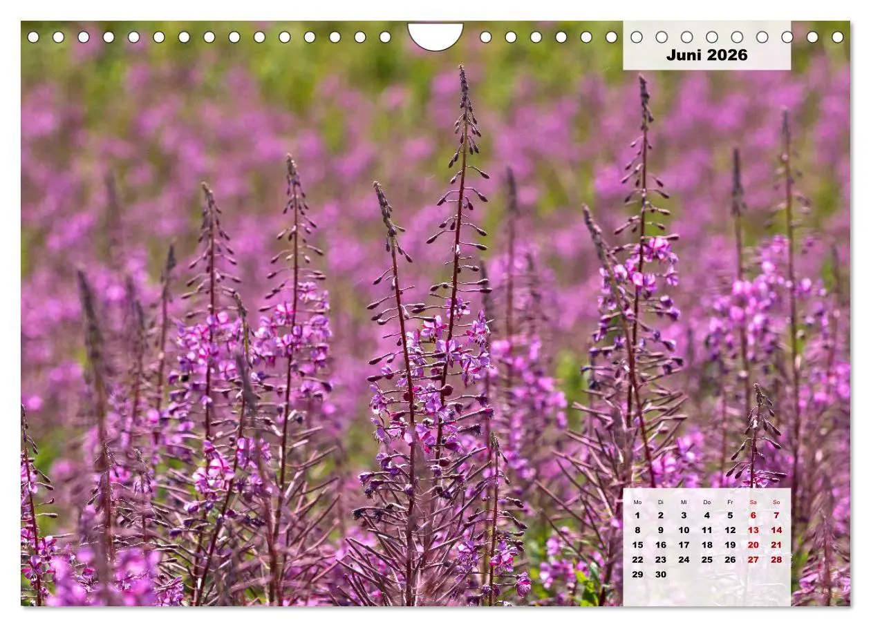 Bild: 9783457820278 | Rhöner Röschen - ein Sommermärchen in der Hochrhön (Wandkalender...