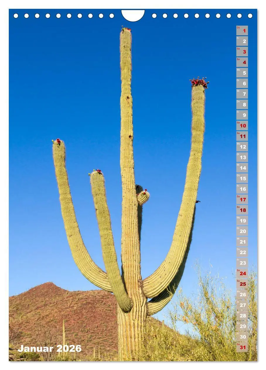 Bild: 9783516390278 | SAGUARO NATIONAL PARK Wüstenimpressionen aus Arizona (Wandkalender...