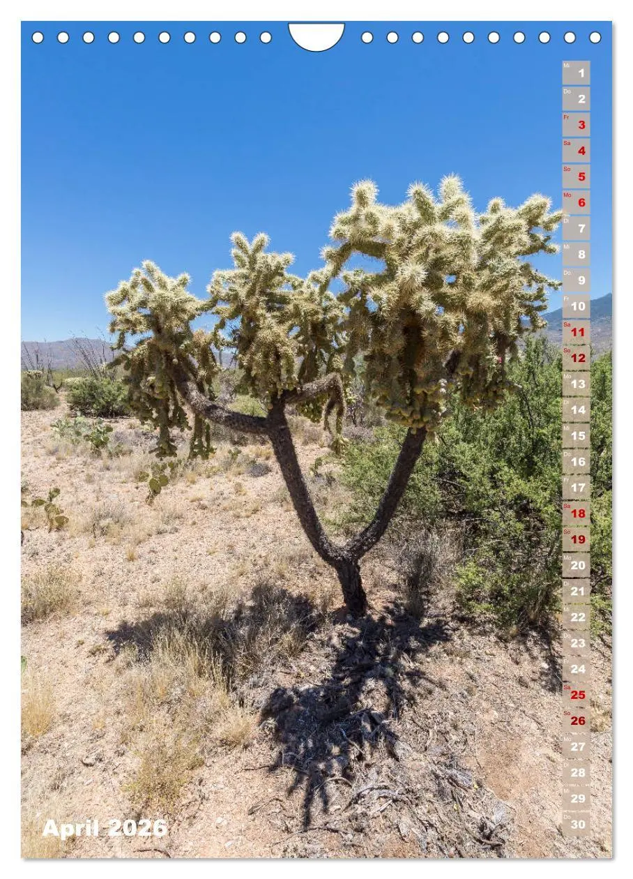 Bild: 9783516390278 | SAGUARO NATIONAL PARK Wüstenimpressionen aus Arizona (Wandkalender...