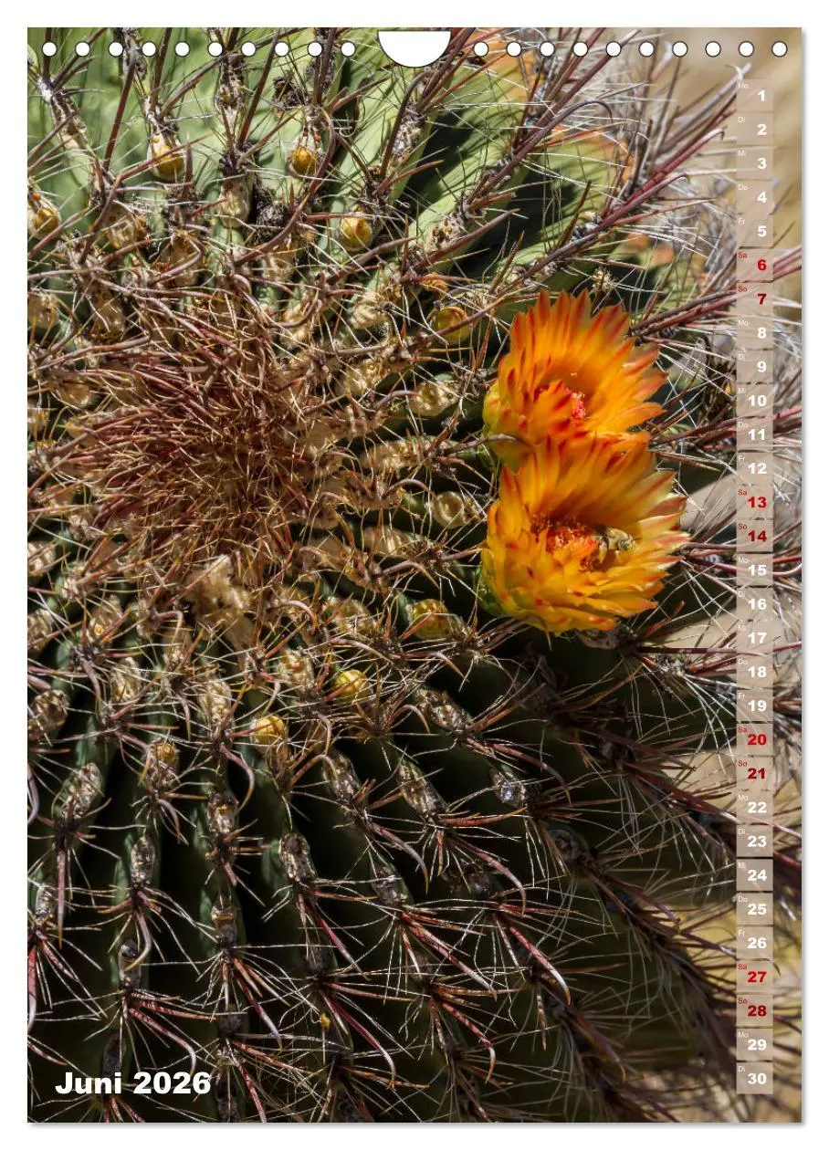 Bild: 9783516390278 | SAGUARO NATIONAL PARK Wüstenimpressionen aus Arizona (Wandkalender...