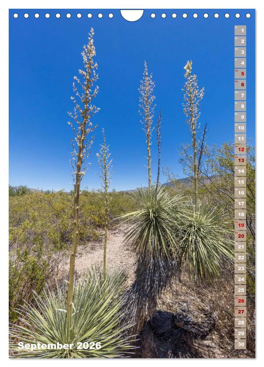 Bild: 9783516390278 | SAGUARO NATIONAL PARK Wüstenimpressionen aus Arizona (Wandkalender...