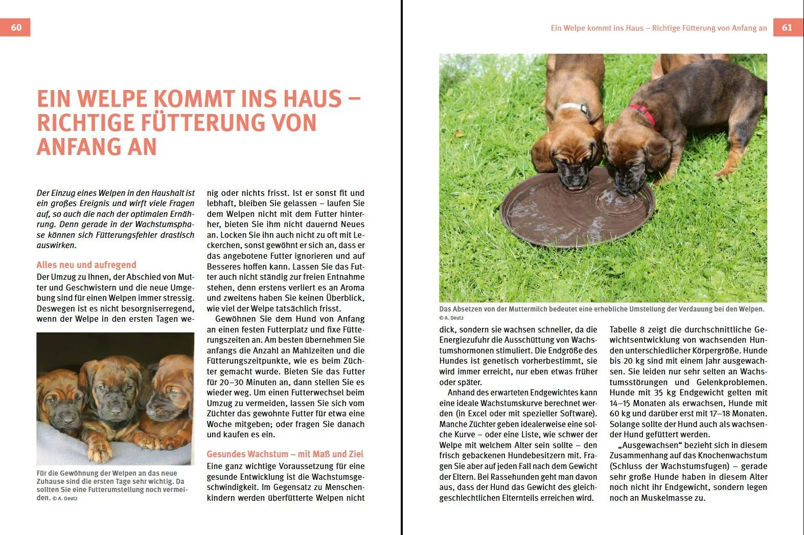 Bild: 9783702020378 | Hundefutter | Stefanie Handl (u. a.) | Buch | 144 S. | Deutsch | 2022