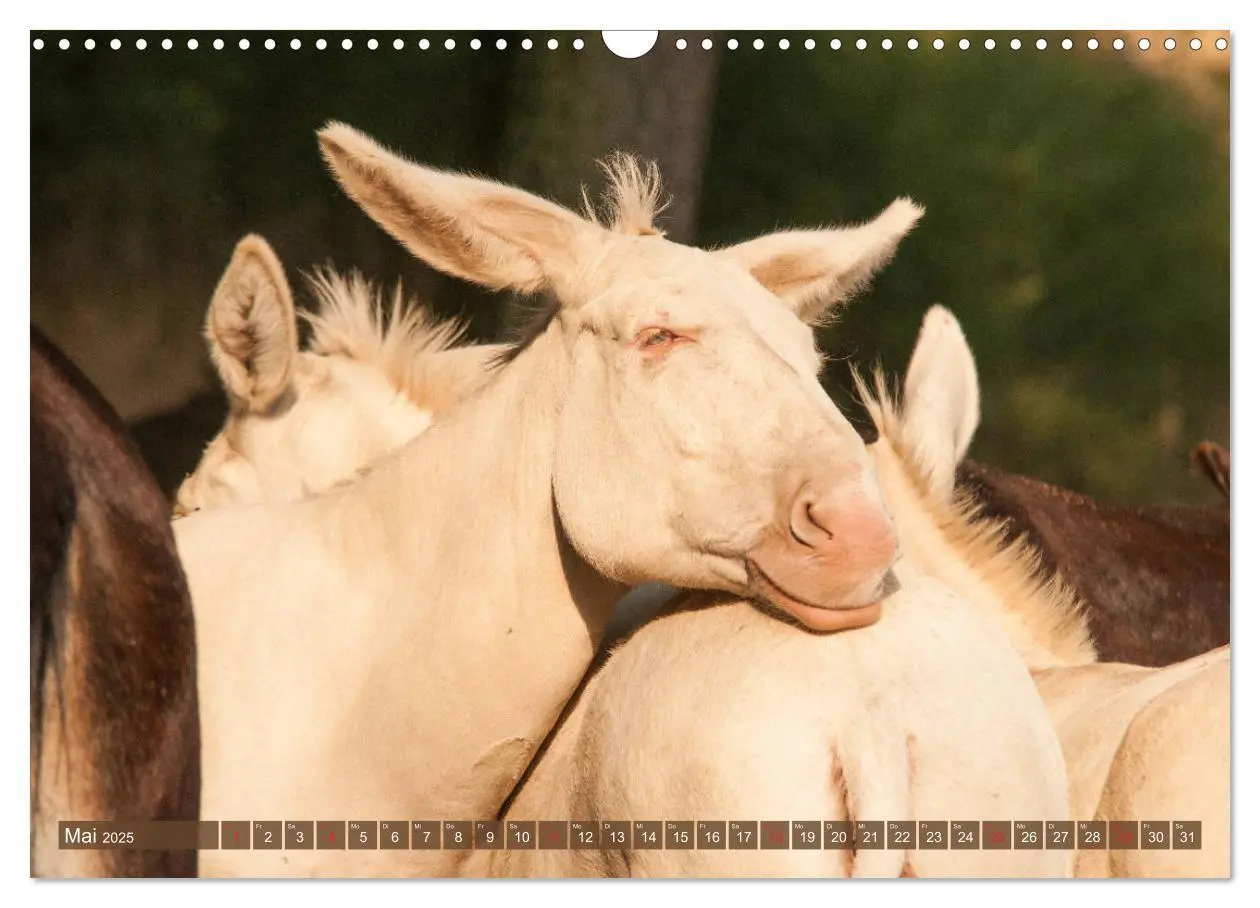 Bild: 9783435180578 | Lichtbringer - Österreichisch-Ungarische Barockesel (Wandkalender...