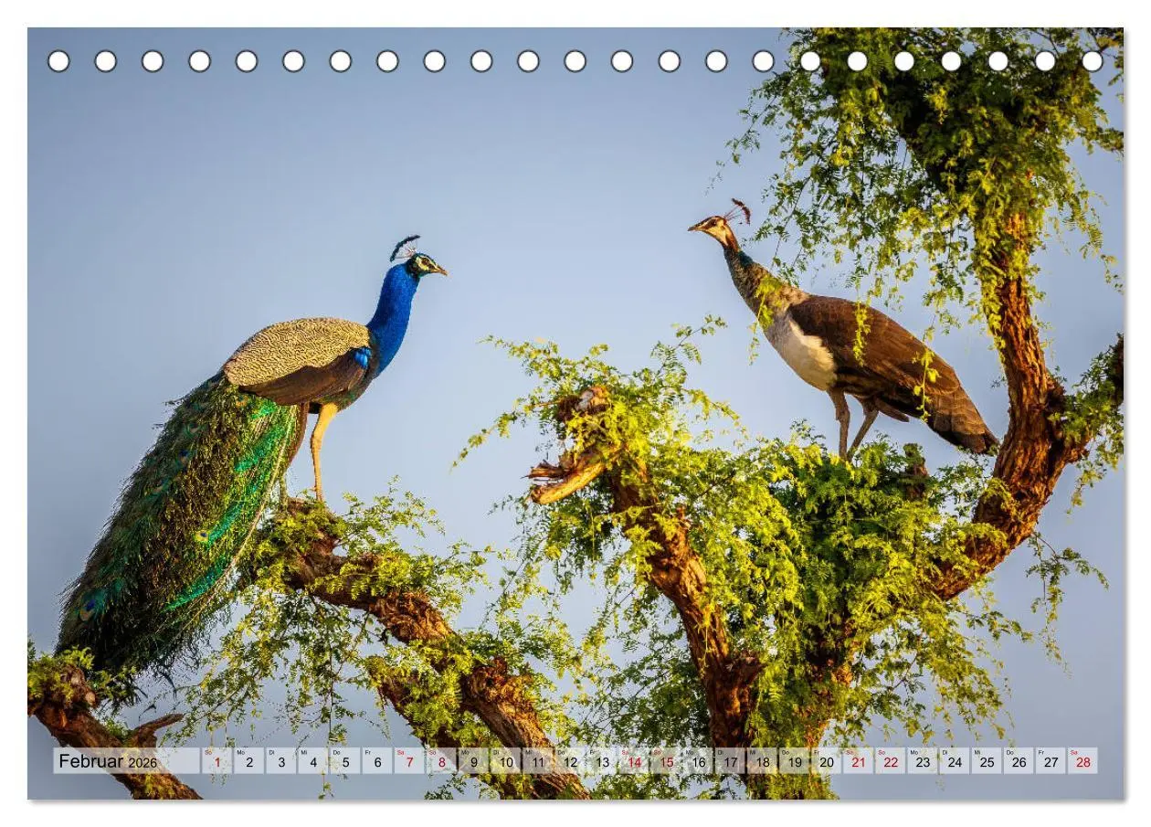Bild: 9783457720578 | Indien - Spektakel der Farben (Tischkalender 2026 DIN A5 quer),...