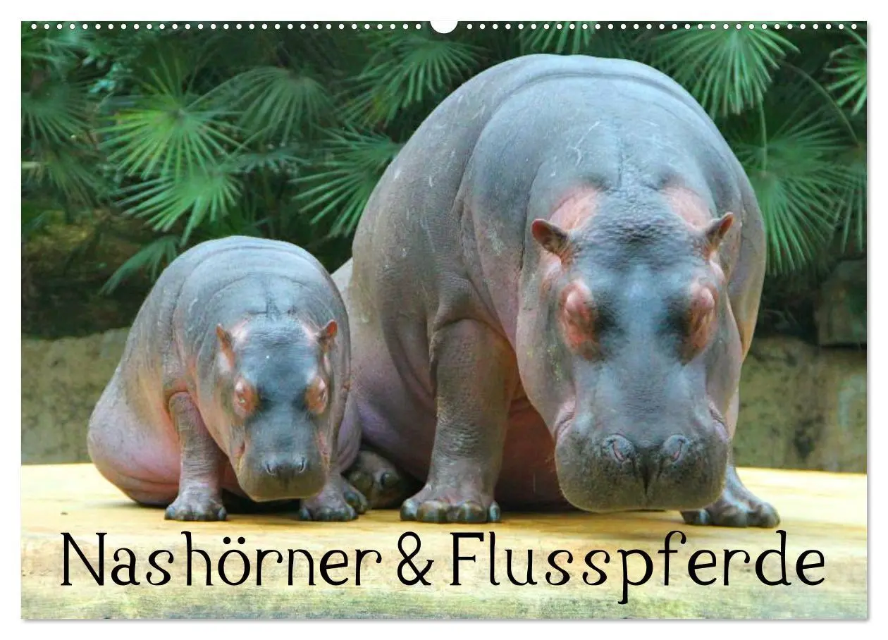 Cover: 9783516110678 | Nashörner &amp; Flusspferde (Wandkalender 2026 DIN A2 quer), CALVENDO...