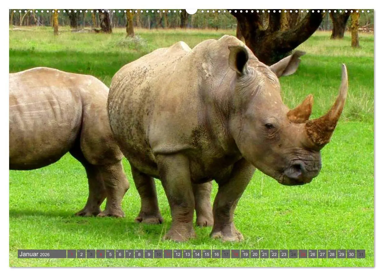 Bild: 9783516110678 | Nashörner &amp; Flusspferde (Wandkalender 2026 DIN A2 quer), CALVENDO...